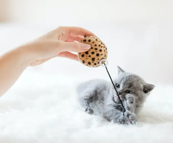 product-thumb-13_optimized Interactive Cat Toy